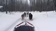 Dog Sledding