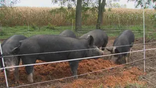 Cider Mash