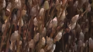 Propogating Willow Root