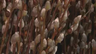 Propogating Willow Root