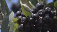 Aronia Berry
