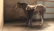 Clydesdales