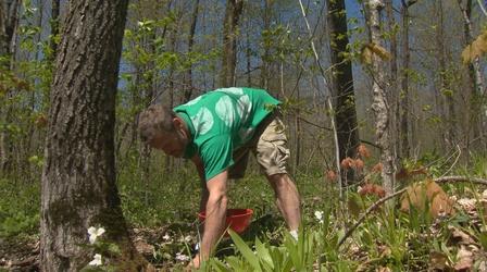 Video thumbnail: Wisconsin Life Forager