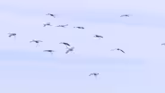 Traits of Sandhill Cranes