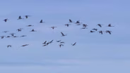 Hunting Sandhill Cranes