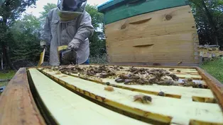 Russian Honeybees