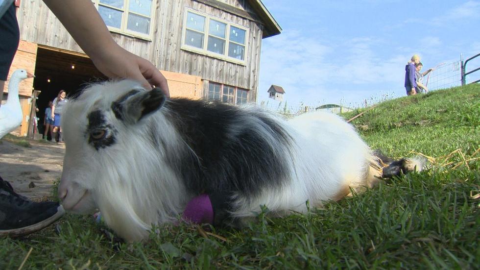 Heartland Farm Sanctuary image