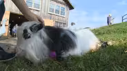 Heartland Farm Sanctuary