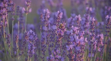 Video thumbnail: Wisconsin Life Lavender Fields Forever
