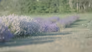 How to Grow Lavender