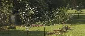 Free Fruit