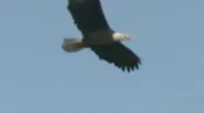Sauk Prairie Bald Eagles