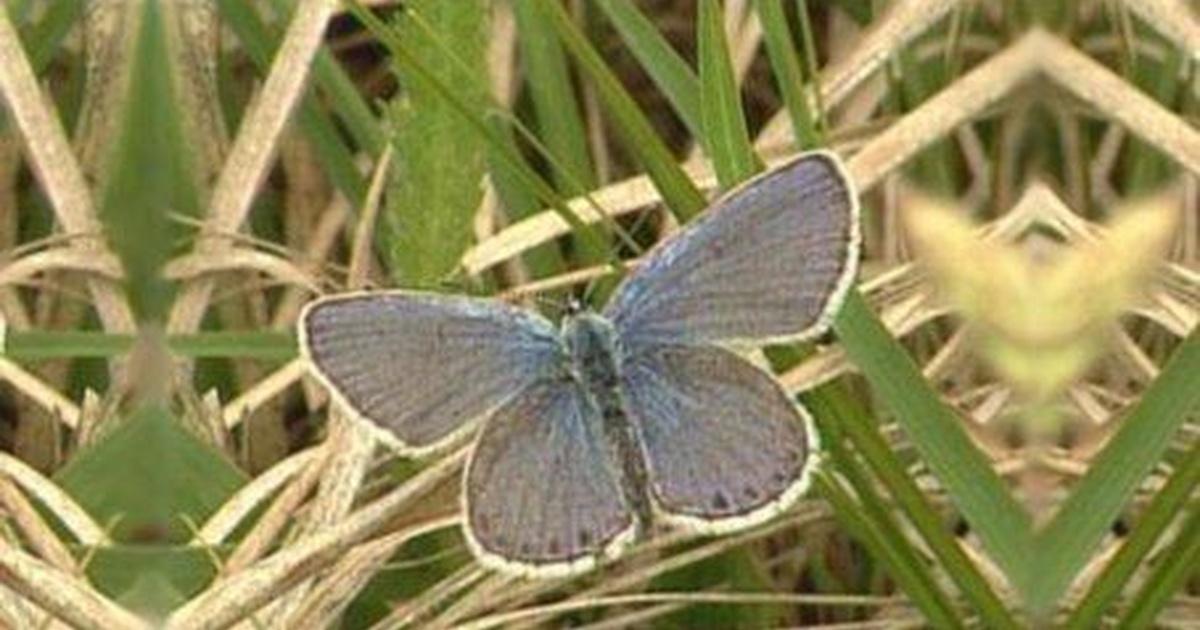 In Wisconsin Karner Blue Butterfly PBS