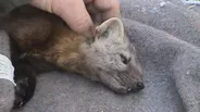 Minnesota Martens