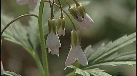 Video thumbnail: In Wisconsin Pine Holow Ephemerals