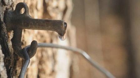 Video thumbnail: In Wisconsin Climate Change: Maple Syrup