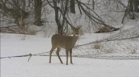 Video thumbnail: In Wisconsin Deer Research Update