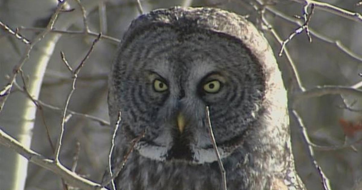 Northern Owls In Wisconsin PBS