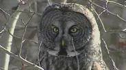 Northern Owls