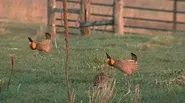 Prairie Chicken Dance