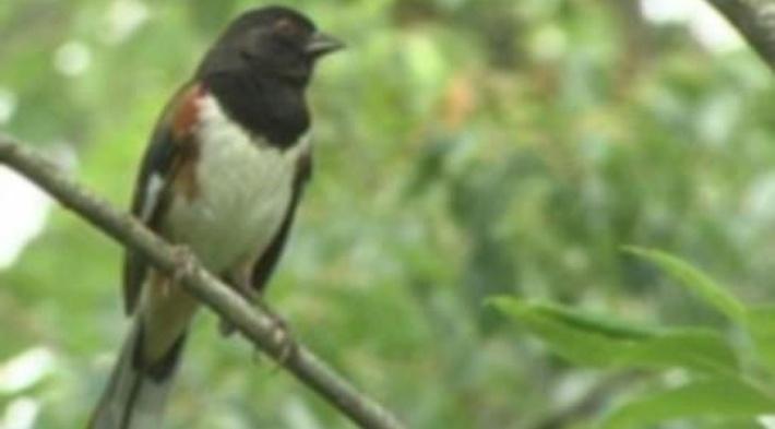 Snared: catching poachers to save Italy's songbirds, Birds