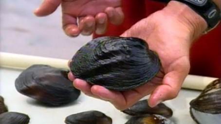 A freshwater mussel apocalypse is underway—and no one knows why.