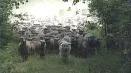 Wolf Dogs