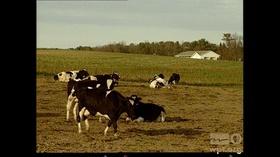 Video thumbnail: Wisconsin Stories Wisconsin Stories: Camp Coop