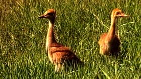 Video thumbnail: WPT Archives: 1980s Raising Crane