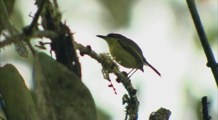 Snared: catching poachers to save Italy's songbirds, Birds