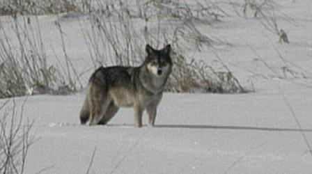 Video thumbnail: PBS Wisconsin Documentaries Wolves in Wisconsin