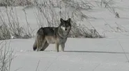 Wolves in Wisconsin