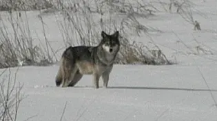 Wolves in Wisconsin