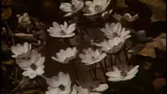 Aldo Leopold: Prophet for all Seasons  