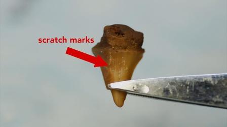 Video thumbnail: Science U How to Test Tooth Decay - Acidic Drinks