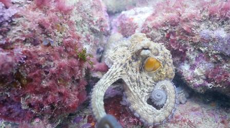 Video thumbnail: SciTech Now - WPSU Penn State Episode 302