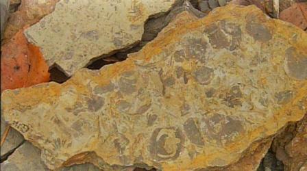 Video thumbnail: K-12 Multimedia Resources Ohio Rocks: Trammel Fossil Park