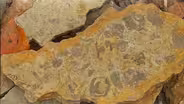 Ohio Rocks: Trammel Fossil Park