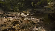 Ohio Rocks: Halls Creek Woods State Park