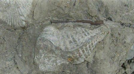 Video thumbnail: K-12 Multimedia Resources Ohio Rocks: Hanson Fossil Park