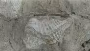 Ohio Rocks: Hanson Fossil Park