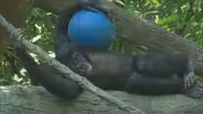 You At The Zoo - Helping Hands