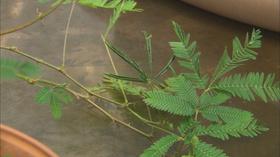 Video thumbnail: K-12 Multimedia Resources You At The Zoo - Plant Adaptations