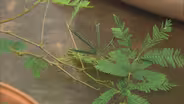 You At The Zoo - Plant Adaptations