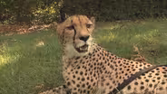 You At The Zoo - Survival on the Savanna