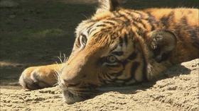 Video thumbnail: K-12 Multimedia Resources You At The Zoo - The Next Generation