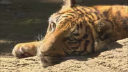 You At The Zoo - The Next Generation
