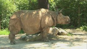 Video thumbnail: K-12 Multimedia Resources You At The Zoo - Uncommon Traits