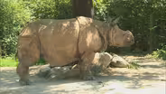 You At The Zoo - Uncommon Traits