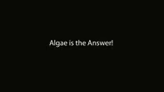 Algae is the Answer!